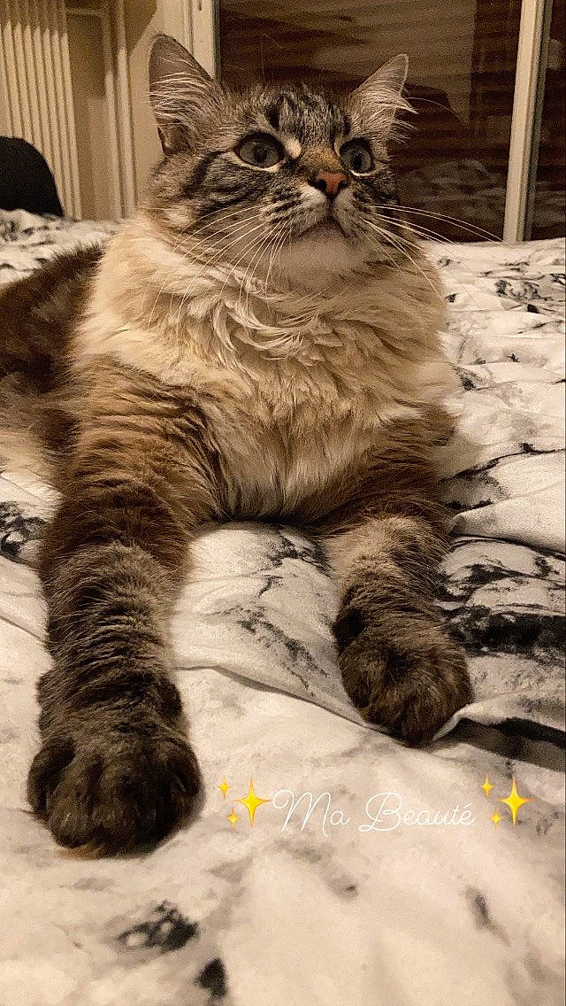 Miou participe au concours pour gagner de l'argent avec cette photo : carnivore, cat, claw, felidae, foot, fur, liver, paw, pet_supply, small_to_medium_sized_cats, snout, tail, terrestrial_animal, toe, vertebrate, whiskers