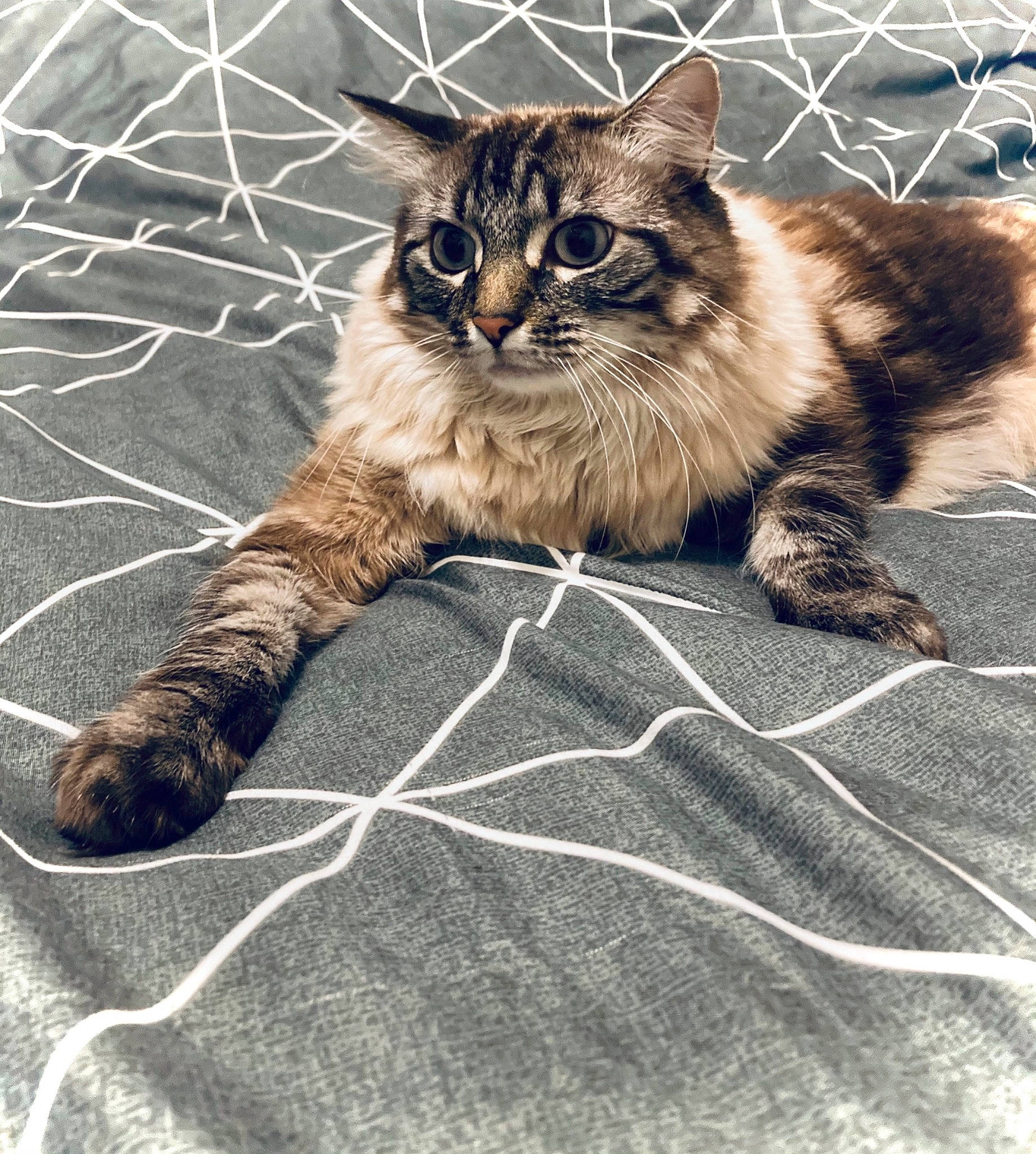 Miou a rejoint le concours — aidez-le/la à gagner de superbes lots ! carnivore, cat, claw, felidae, fur, organism, paw, small_to_medium_sized_cats, snout, tail, terrestrial_animal, vertebrate, whiskers