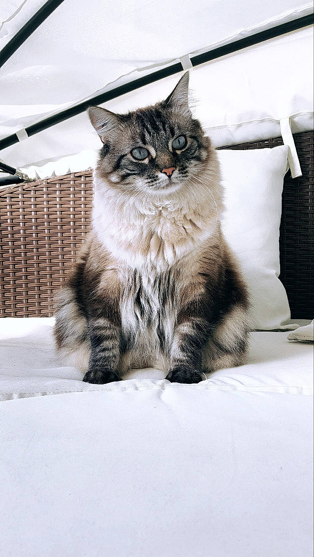 Miou a rejoint le concours — aidez-le/la à gagner de superbes lots ! carnivore, cat, claw, comfort, domestic_short_haired_cat, felidae, freezing, fur, grey, monochrome, monochrome_photography, paw, small_to_medium_sized_cats, snout, snow, tail, tree, whiskers, window, winter