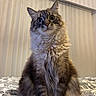 cat, fluffy, indoor, bed, bedspread, patterned, curious, wide_eyes, feline, pet, animal, sitting, fur, whiskers, ears, portrait, domestic, cozy, soft_lighting, window_blinds