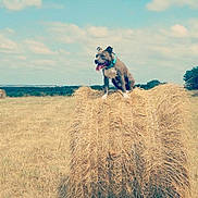 Seth a rejoint le concours — aidez-le/la à gagner de superbes lots ! dog, hay_bale, field, outdoor, blue_collar, tongue_out, sunny, grass, sky, clouds, rural, nature, animal, pet, summer, daytime, farm, brown_dog, landscape, tree