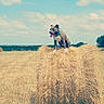 dog, hay_bale, field, outdoor, blue_collar, tongue_out, sunny, grass, sky, clouds, rural, nature, animal, pet, summer, daytime, farm, brown_dog, landscape, tree