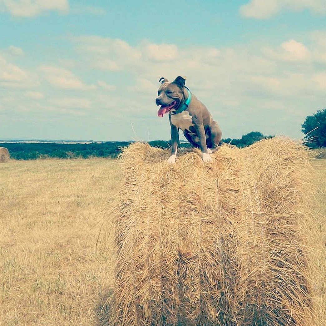 Seth a rejoint le concours — aidez-le/la à gagner de superbes lots ! dog, hay_bale, field, outdoor, blue_collar, tongue_out, sunny, grass, sky, clouds, rural, nature, animal, pet, summer, daytime, farm, brown_dog, landscape, tree
