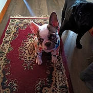 Gracie joined the competition — help win amazing prizes! animal, black_dog, colorful_clothing, companion, curious, cute, dog, domestic, ears, floor, indoor, looking_up, patterned_rug, pet, puppy, rug, small_dog, three_dogs, white_dog, wooden_floor