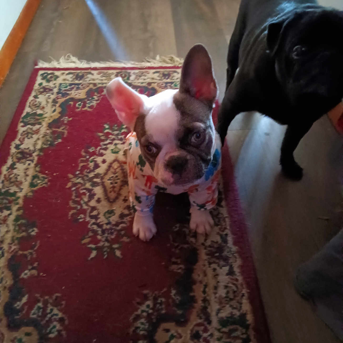 Gracie joined the competition — help win amazing prizes! animal, black_dog, colorful_clothing, companion, curious, cute, dog, domestic, ears, floor, indoor, looking_up, patterned_rug, pet, puppy, rug, small_dog, three_dogs, white_dog, wooden_floor
