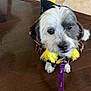 Cosco is registered to the contest to win money with this photo: dog, costume, yellow_pom_pom, leash, indoor, wooden_floor, tile_floor, small_dog, pet, curious, looking_up, brown_and_white, cute, animal, domestic_animal, floor, collar, accessory, close_up, standing