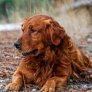 Troy joined the competition — help win amazing prizes! dog, golden_retriever, animal, pet, outdoor, nature, fur, canine, mammal, laying_down, looking_away, brown_fur, quiet, calm, forest_floor, pine_needles, close_up, portrait, daylight, wildlife
