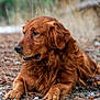 dog, golden_retriever, animal, pet, outdoor, nature, fur, canine, mammal, laying_down, looking_away, brown_fur, quiet, calm, forest_floor, pine_needles, close_up, portrait, daylight, wildlife