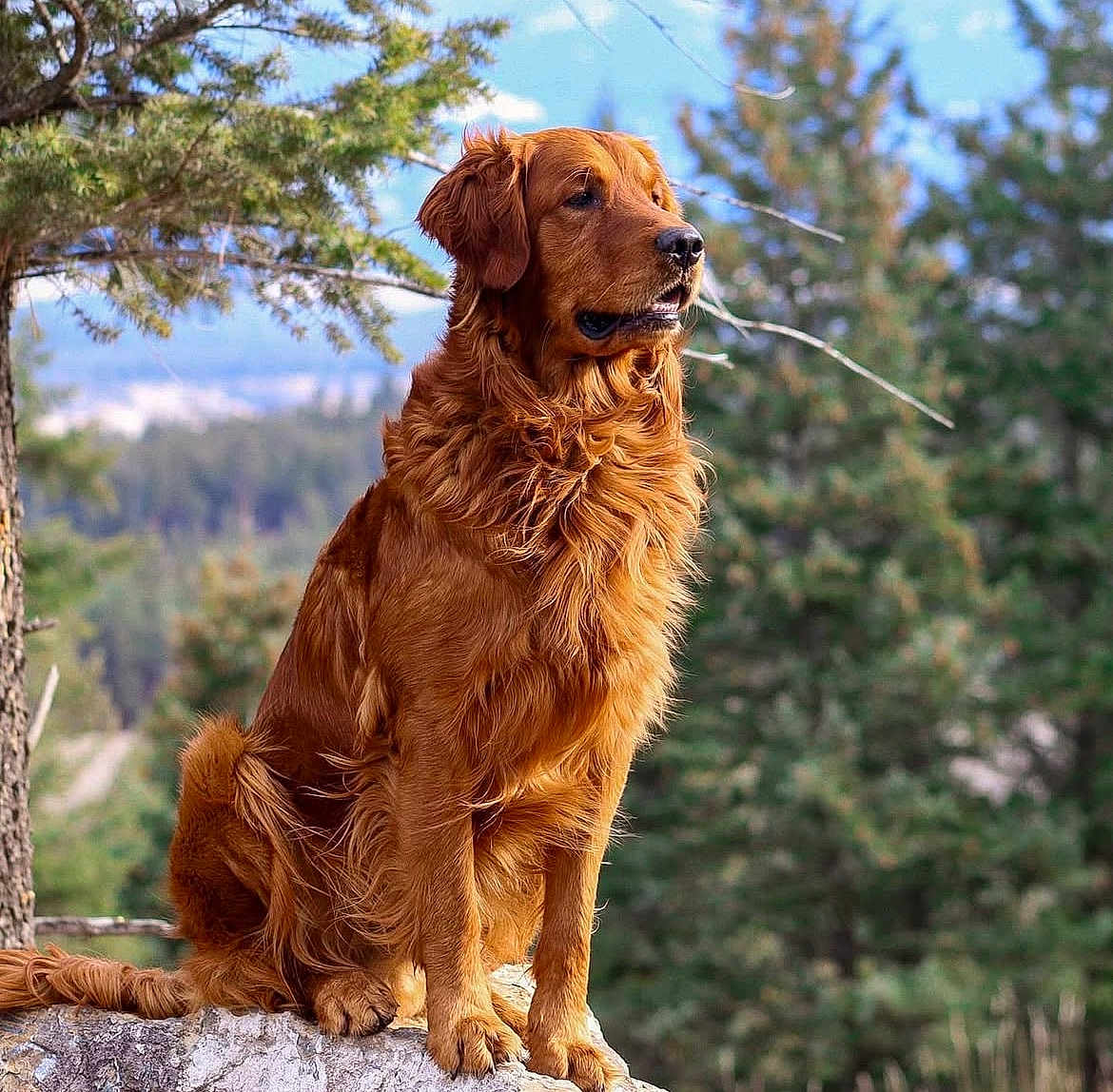 Troy is registered to the contest to win money with this photo: golden_retriever, dog, animal, pet, outdoor, nature, forest, tree, rock, fur, canine, mammal, portrait, sitting, looking_away, daylight, scenic, wildlife, friendly, majestic