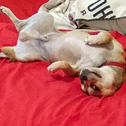 Sparky joined the competition — help win amazing prizes! dog, lying_down, red_bedspread, pet, relaxed, playful, indoor, animal, collar, fur, canine, bed, resting, cute, paw, head, face, sleepy, cozy, domestic