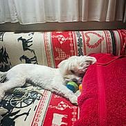 Ruby a rejoint le concours — aidez-le/la à gagner de superbes lots ! animal, ball, blanket, couch, cozy, curtains, dog, domestic, furniture, home, indoor, lying_down, patterned_blanket, pet, red_towel, relaxed, resting, soft_lighting, toy, white_dog