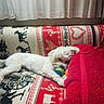 animal, ball, blanket, couch, cozy, curtains, dog, domestic, furniture, home, indoor, lying_down, patterned_blanket, pet, red_towel, relaxed, resting, soft_lighting, toy, white_dog
