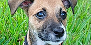Flo is registered to the contest to win money with this photo: puppy, dog, grass, outdoor, collar, pet, animal, cute, ears, eyes, young, nature, green, fur, portrait, closeup, adorable, sitting, whiskers, daylight