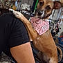 Flo joined the competition — help win amazing prizes! dog, bandana, person, leg, tattoo, stuffed_animal, sloth, clothing, hat, rack, indoor, bed, blanket, sitting, pet, animal, fur, curious, decor, room