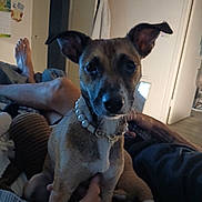 Flo joined the competition — help win amazing prizes! dog, pearl_necklace, pet, indoor, bed, person, legs, relaxing, ears, brown_dog, furniture, blanket, human_hand, casual, room, cozy, looking_at_camera, domestic, companion, home