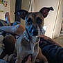 dog, pearl_necklace, pet, indoor, bed, person, legs, relaxing, ears, brown_dog, furniture, blanket, human_hand, casual, room, cozy, looking_at_camera, domestic, companion, home