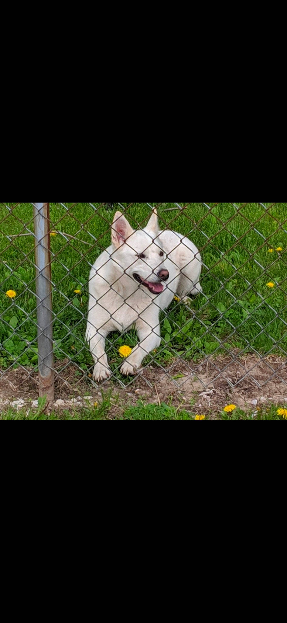 Akita joined the competition — help win amazing prizes! canidae, carnivore, companion_dog, dog, dog_breed, fur, garden, grass, non_sporting_group, petal, photo_caption, plant, shrub, snout, sporting_group, tail, terrestrial_animal, tree, whiskers, wildlife