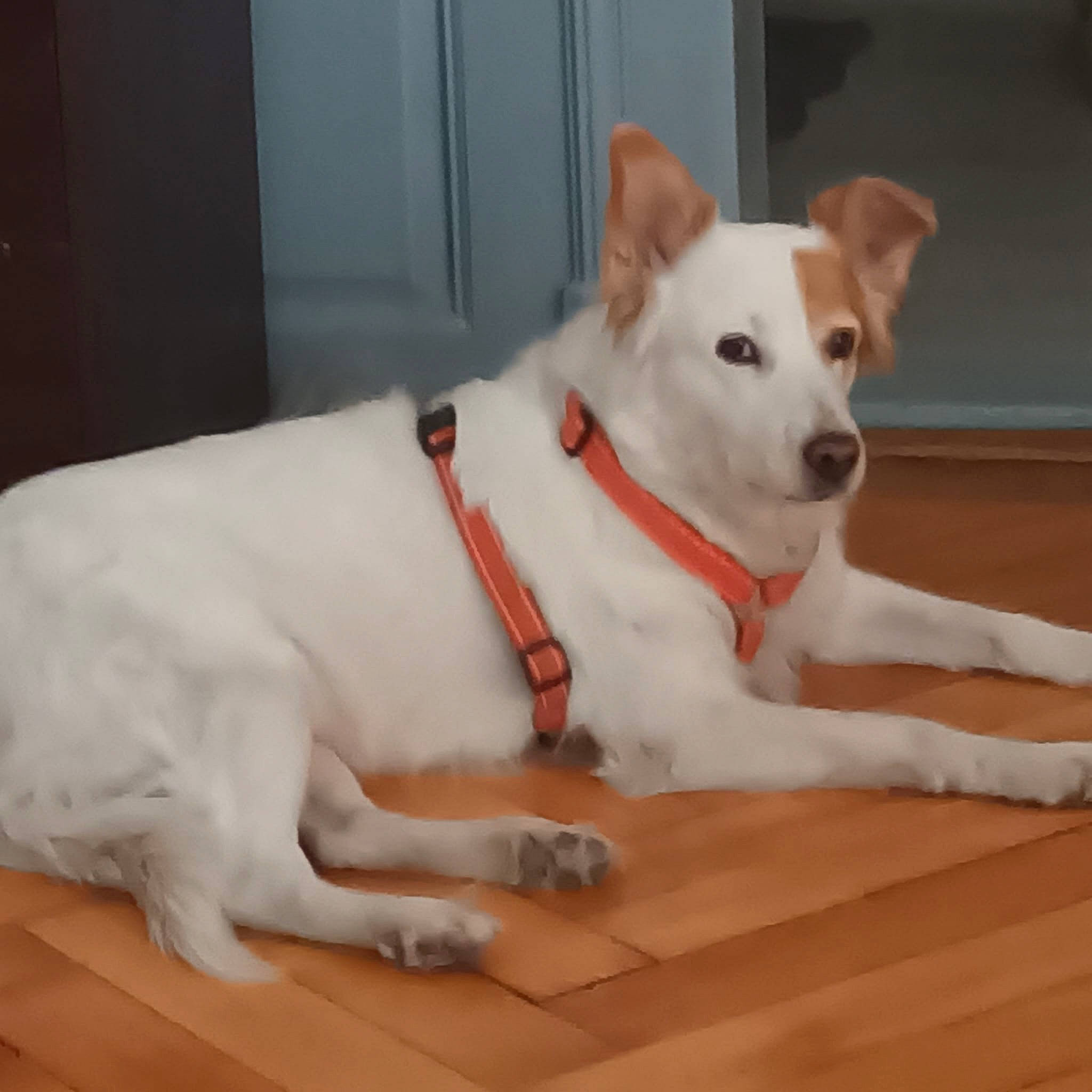 Cheyenne a rejoint le concours — aidez-le/la à gagner de superbes lots ! canidae, carnivore, collar, companion_dog, dog, dog_breed, dog_collar, dog_supply, fawn, flooring, fur, hardwood, paw, pet_supply, snout, sporting_group, tail, whiskers, wood, working_animal