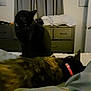 Jasmine joined the competition — help win amazing prizes! cat, bed, indoor, furniture, dressing_table, door, collar, pet, animal, resting, sleeping, fur, domestic_animal, room, curtain, household, black_cat, tortoiseshell_cat, quiet, cozy
