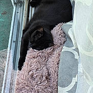 Jasmine is registered to the contest to win money with this photo: black_cat, sleeping, fluffy_blanket, window, sliding_door, curtain, indoor, cozy, resting, pet, feline, natural_light, relaxed, home_interior, soft_texture, animal, closeup, quiet, comfortable, domestic