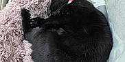 Jasmine joined the competition — help win amazing prizes! cat, black_cat, sleeping, curled_up, fluffy_bed, window, natural_light, indoor, cozy, pet, fur, collar, resting, curtain, soft_texture, quiet, home, comfort, animal, relaxation