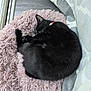cat, black_cat, sleeping, curled_up, fluffy_bed, window, natural_light, indoor, cozy, pet, fur, collar, resting, curtain, soft_texture, quiet, home, comfort, animal, relaxation