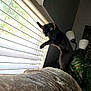Jasmine is registered to the contest to win money with this photo: cat, black_cat, window, blinds, couch, indoor, lamp, plant, collar, pet, curious, daylight, furniture, home, paw, playful, shadow, texture, animal, domestic
