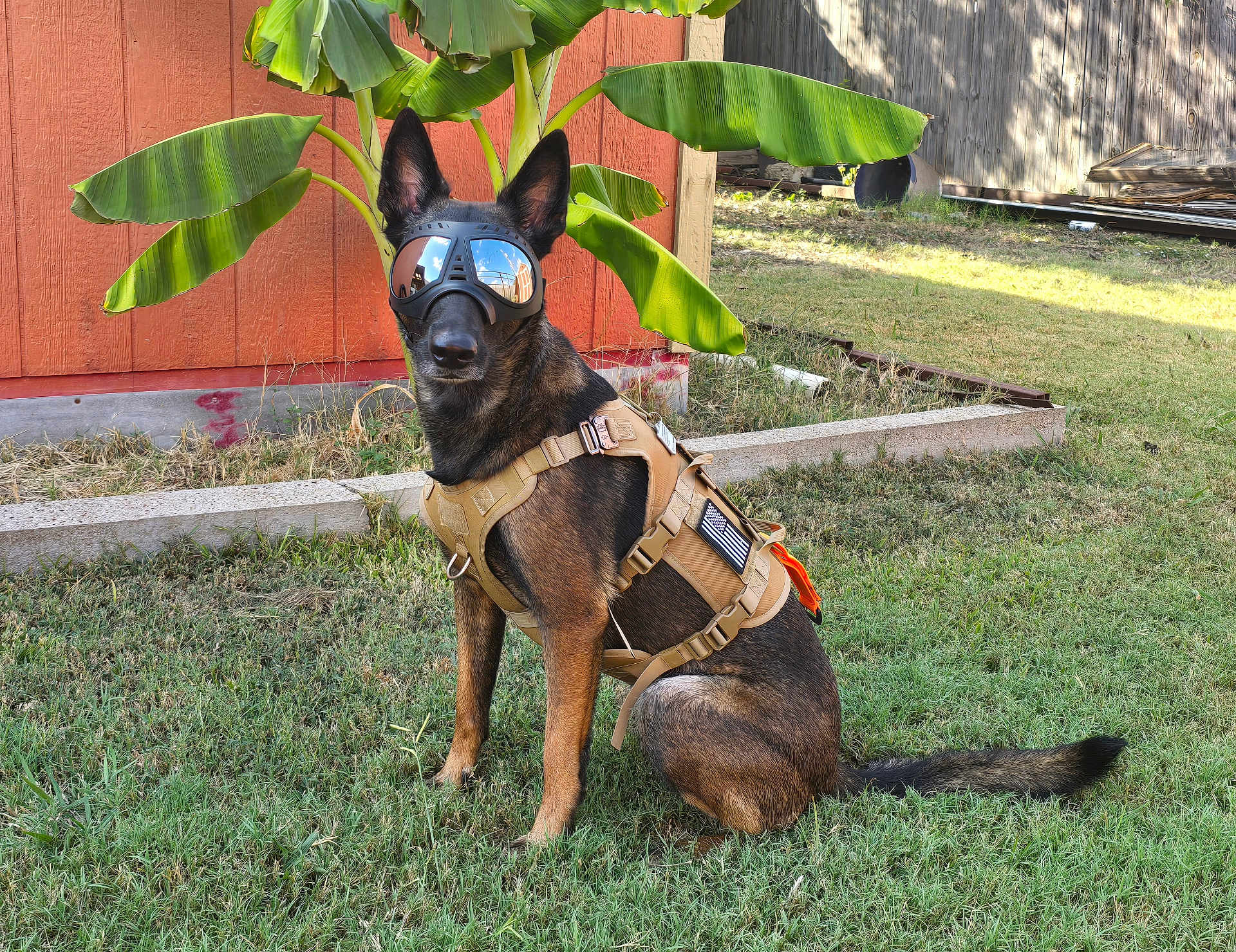 Waffles joined the competition — help win amazing prizes! dog, tactical_harness, goggles, outdoor, grass, banana_plant, red_wall, sunlight, pet, animal, sitting, reflection, ears_up, brown_fur, black_fur, yard, fence, daylight, alert, canine
