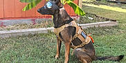 Waffles joined the competition — help win amazing prizes! dog, goggles, tactical_harness, grass, banana_plant, red_wall, outdoor, pet, canine, sitting, reflection, animal, fur, ears, tail, daylight, yard, nature, equipment, alert