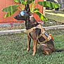 dog, goggles, tactical_harness, grass, banana_plant, red_wall, outdoor, pet, canine, sitting, reflection, animal, fur, ears, tail, daylight, yard, nature, equipment, alert
