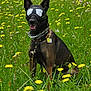 Waffles is registered to the contest to win money with this photo: dog, goggles, field, flowers, yellow_flowers, grass, outdoor, nature, sitting, pet, collar, chain_collar, happy, tongue_out, summer, greenery, canine, animal, sunny, reflection