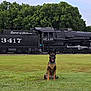 Waffles joined the competition — help win amazing prizes! dog, grass, train, steam_locomotive, trees, outdoor, park, black, vintage, transportation, animal, canine, sitting, fence, sky, daytime, nature, railroad, metal, engine