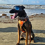 Waffles is registered to the contest to win money with this photo: dog, beach, sand, ocean, waves, goggles, orange_harness, leash, sunny, outdoor, pet, canine, reflection, water, sky, clouds, happy, sitting, summer, vacation
