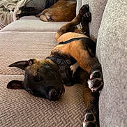Reaper joined the competition — help win amazing prizes! dog, sleeping, couch, indoor, pet, resting, brown_dog, black_dog, harness, relaxing, cozy, home, furniture, window, blanket, animal, canine, paw, nap, domestic