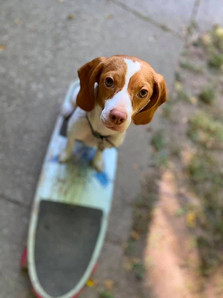 Cooper is registered to the contest to win money with this photo: automotive_lighting, ball, basset_hound, canidae, carnivore, companion_dog, dog, dog_breed, fawn, glass, hound, liver, pet_supply, scent_hound, snout, sporting_group, tail, tennis_ball, wood, working_animal