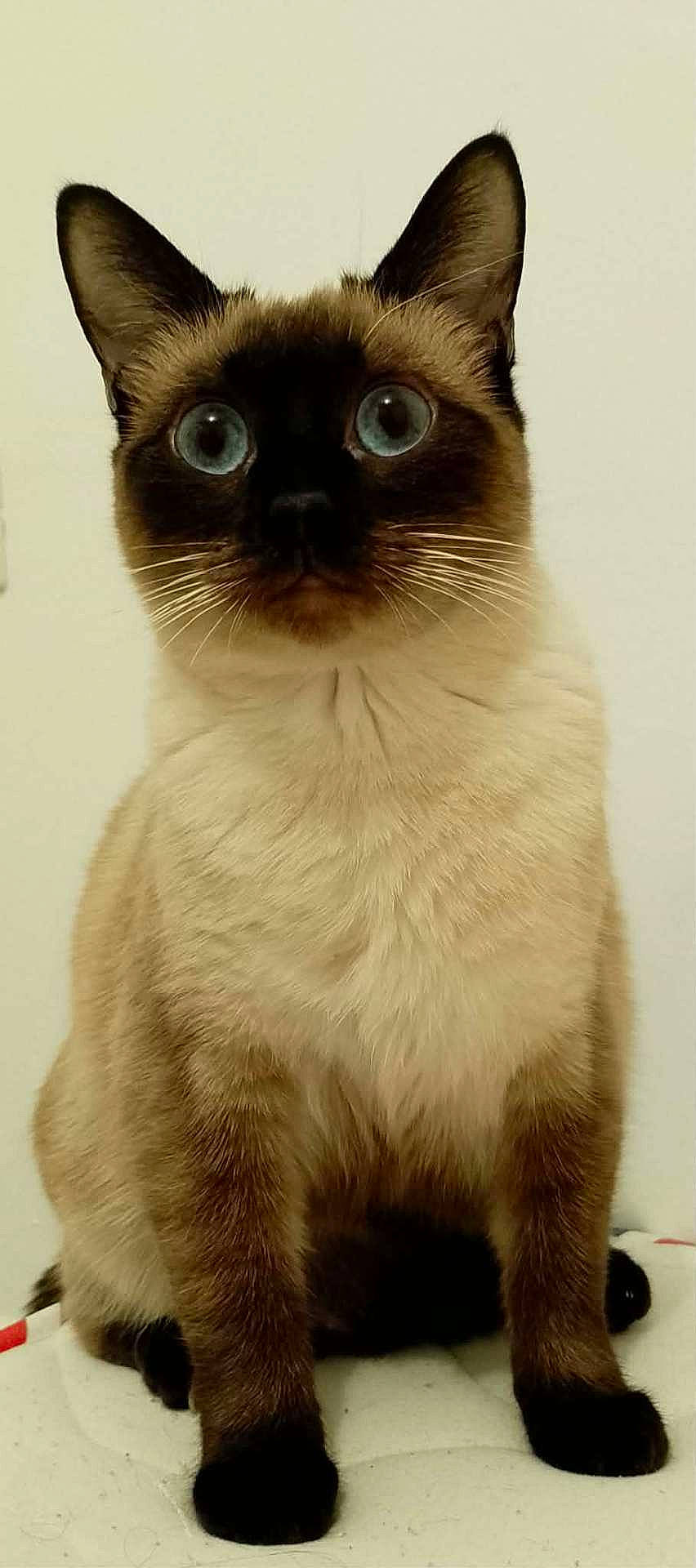 Tchoula participe au concours pour gagner de l'argent avec cette photo : alert, animal, attention, blue_eyes, cat, closeup, cute, domestic, ears, feline, fur, indoor, looking, mammal, pet, portrait, siamese, sitting, soft, whiskers