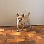 dog, small_dog, indoor, terracotta_floor, sunlight, white_wall, pet, canine, standing, curious, ears_up, tail_up, light_fur, animal, companion, domestic, floor_tiles, shadow, home, alert