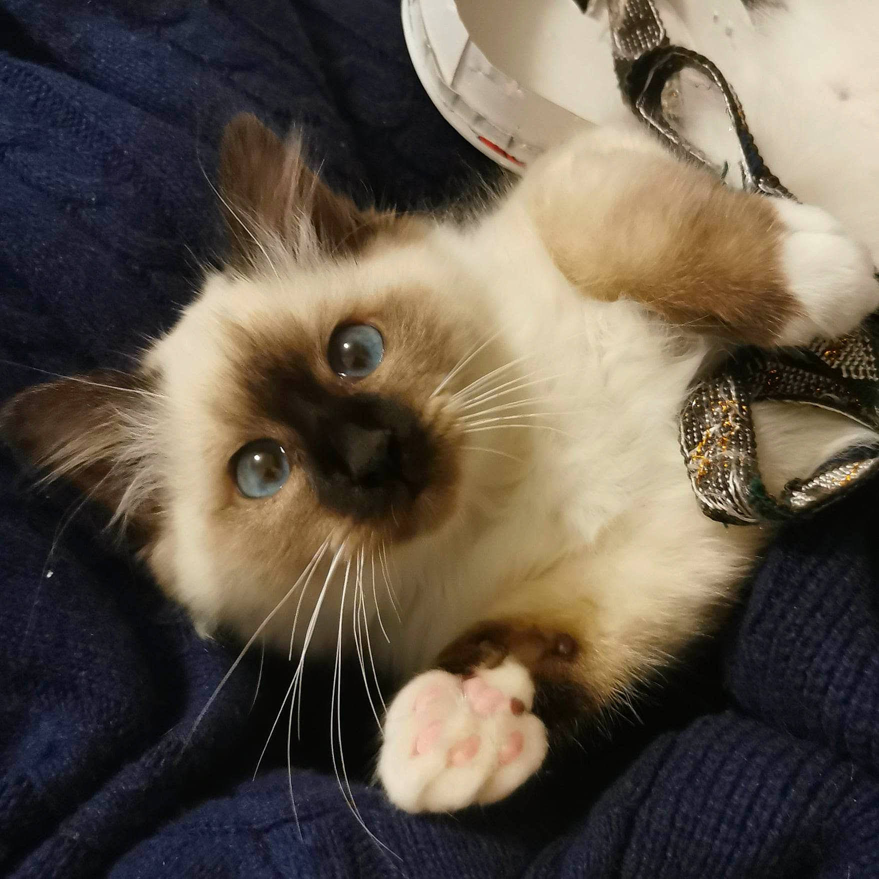 Jeff a rejoint le concours — aidez-le/la à gagner de superbes lots ! balinese, birman, carnivore, cat, claw, comfort, domestic_short_haired_cat, eye, fawn, felidae, foot, fur, head, paw, siamese, small_to_medium_sized_cats, snout, tail, thai, whiskers