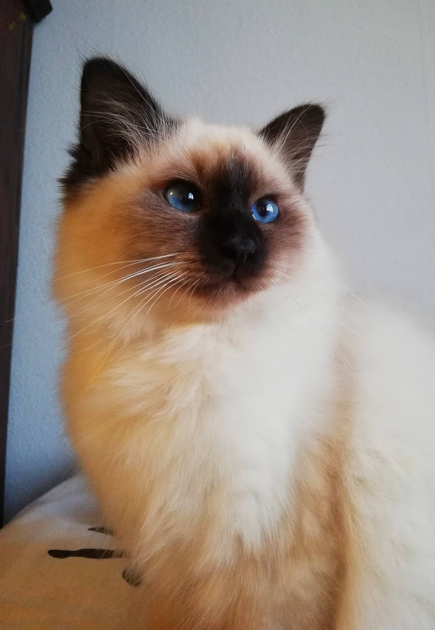 Jeff a rejoint le concours — aidez-le/la à gagner de superbes lots ! balinese, birman, carnivore, cat, fawn, felidae, fur, iris, ragdoll, siamese, small_to_medium_sized_cats, snout, terrestrial_animal, thai, whiskers