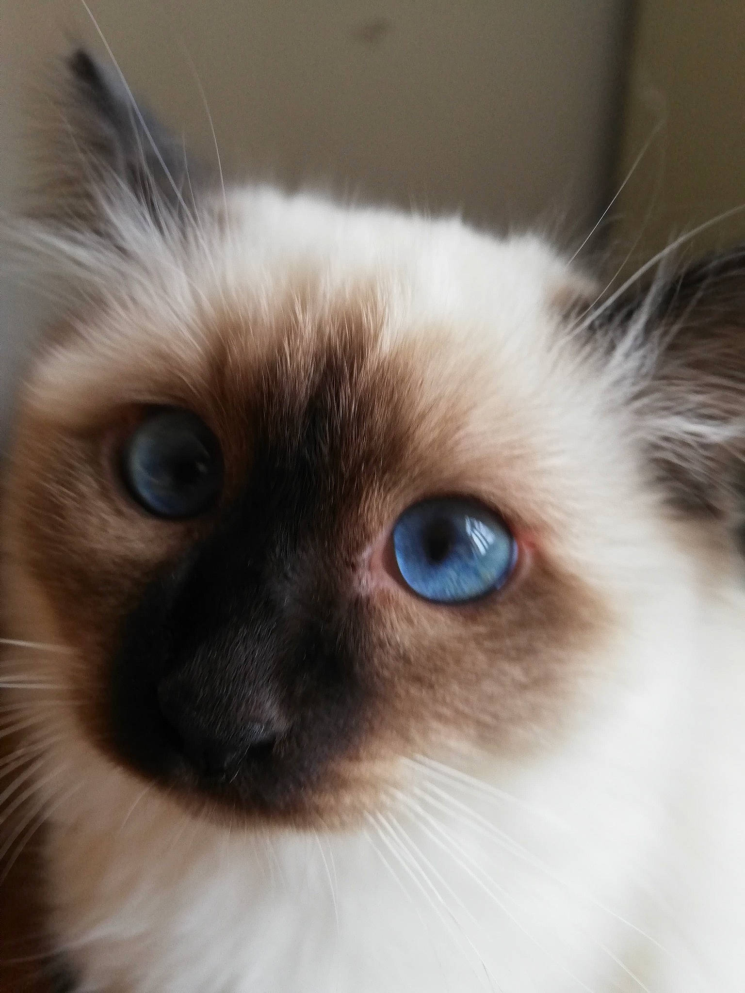 Jeff a rejoint le concours — aidez-le/la à gagner de superbes lots ! balinese, birman, carnivore, cat, close_up, curious, fawn, felidae, fur, iris, mammal, ragdoll, siamese, small_to_medium_sized_cats, snout, terrestrial_animal, thai, vertebrate, whiskers