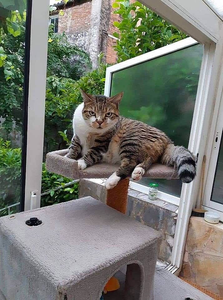 Isy a rejoint le concours — aidez-le/la à gagner de superbes lots ! building, carnivore, cat, domestic_short_haired_cat, door, fawn, felidae, fur, hardwood, house, outdoor_furniture, plant, porch, small_to_medium_sized_cats, table, tail, tree, whiskers, window, wood