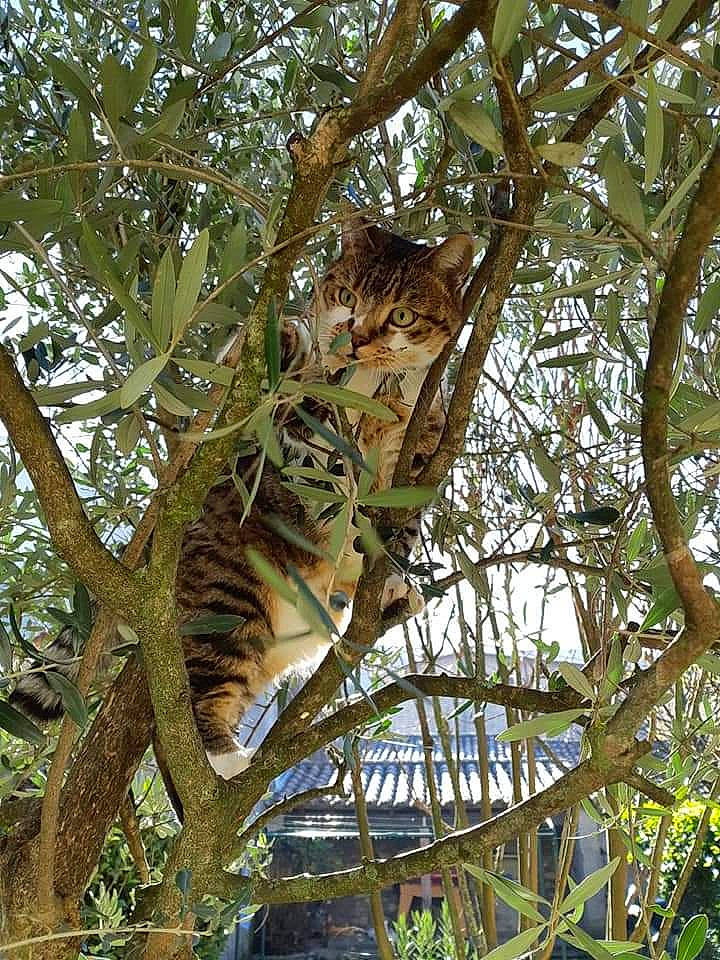 Isy participe au concours pour gagner de l'argent avec cette photo : big_cats, branch, carnivore, cat, clouded_leopard, felidae, forest, jungle, plant, plant_stem, sky, terrestrial_animal, terrestrial_plant, tree, trunk, twig, whiskers, wildlife, wood, woody_plant