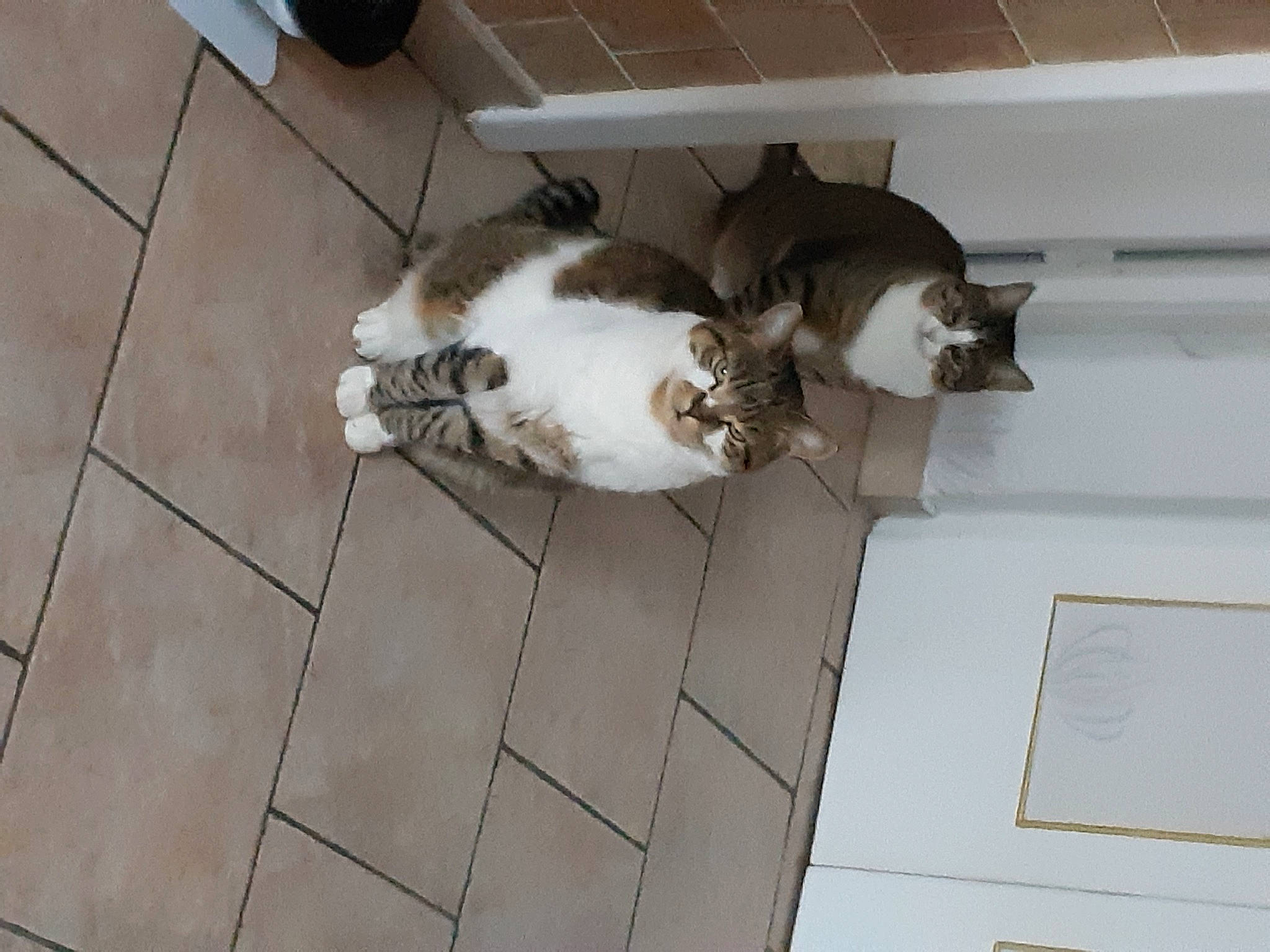 Isy a rejoint le concours — aidez-le/la à gagner de superbes lots ! brown, canidae, carnivore, cat, comfort, companion_dog, dog_breed, domestic_short_haired_cat, fawn, felidae, floor, flooring, fur, hardwood, small_to_medium_sized_cats, sporting_group, tail, tile_flooring, whiskers, wood