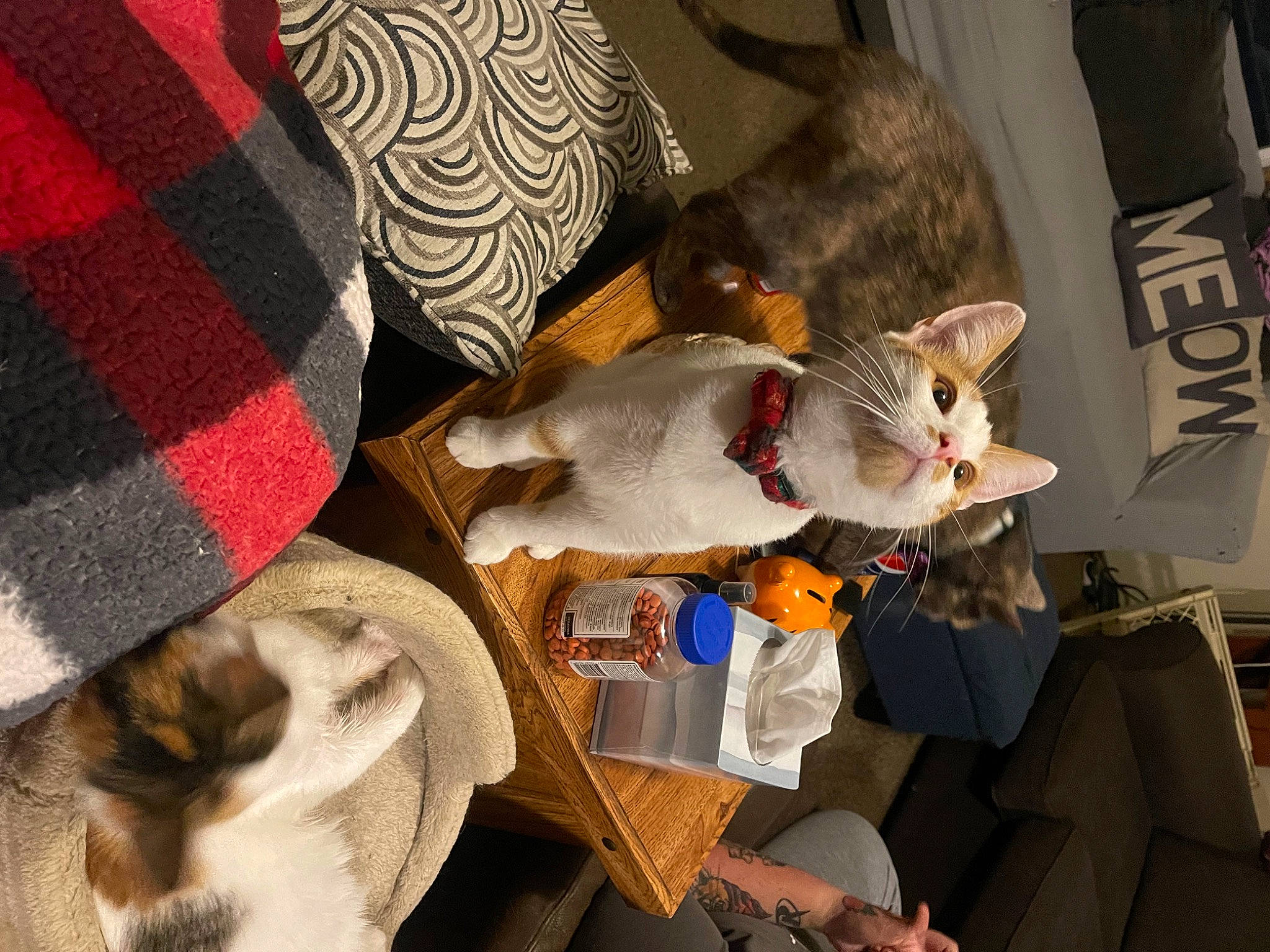 Nacho joined the competition — help win amazing prizes! carnivore, cat, comfort, domestic_short_haired_cat, fawn, felidae, fish, fur, linens, pattern, plaid, room, small_to_medium_sized_cats, tail, tartan, whiskers, wood, wool, woolen, woven_fabric