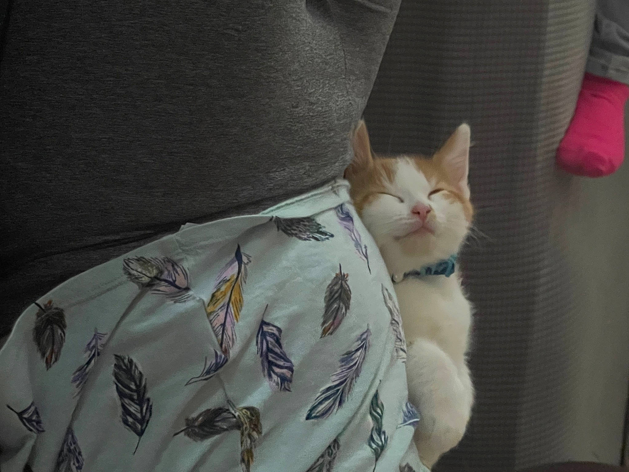 Nacho is registered to the contest to win money with this photo: carnivore, cat, comfort, couch, domestic_short_haired_cat, fawn, felidae, fur, grey, human_leg, linens, pattern, paw, sitting, sleeve, small_to_medium_sized_cats, snout, tail, whiskers, window