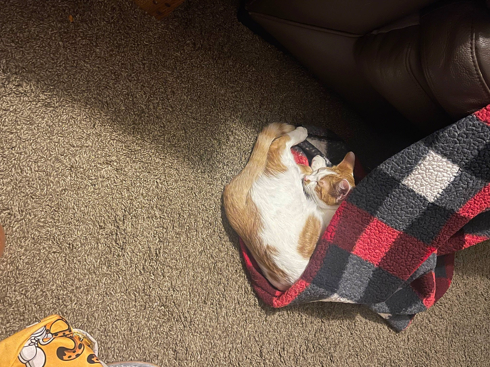 Nacho joined the competition — help win amazing prizes! carnivore, cat, comfort, companion_dog, couch, fawn, felidae, floor, flooring, grey, human_leg, linens, mammal, orange, small_to_medium_sized_cats, tartan, textile, toy, whiskers, wood