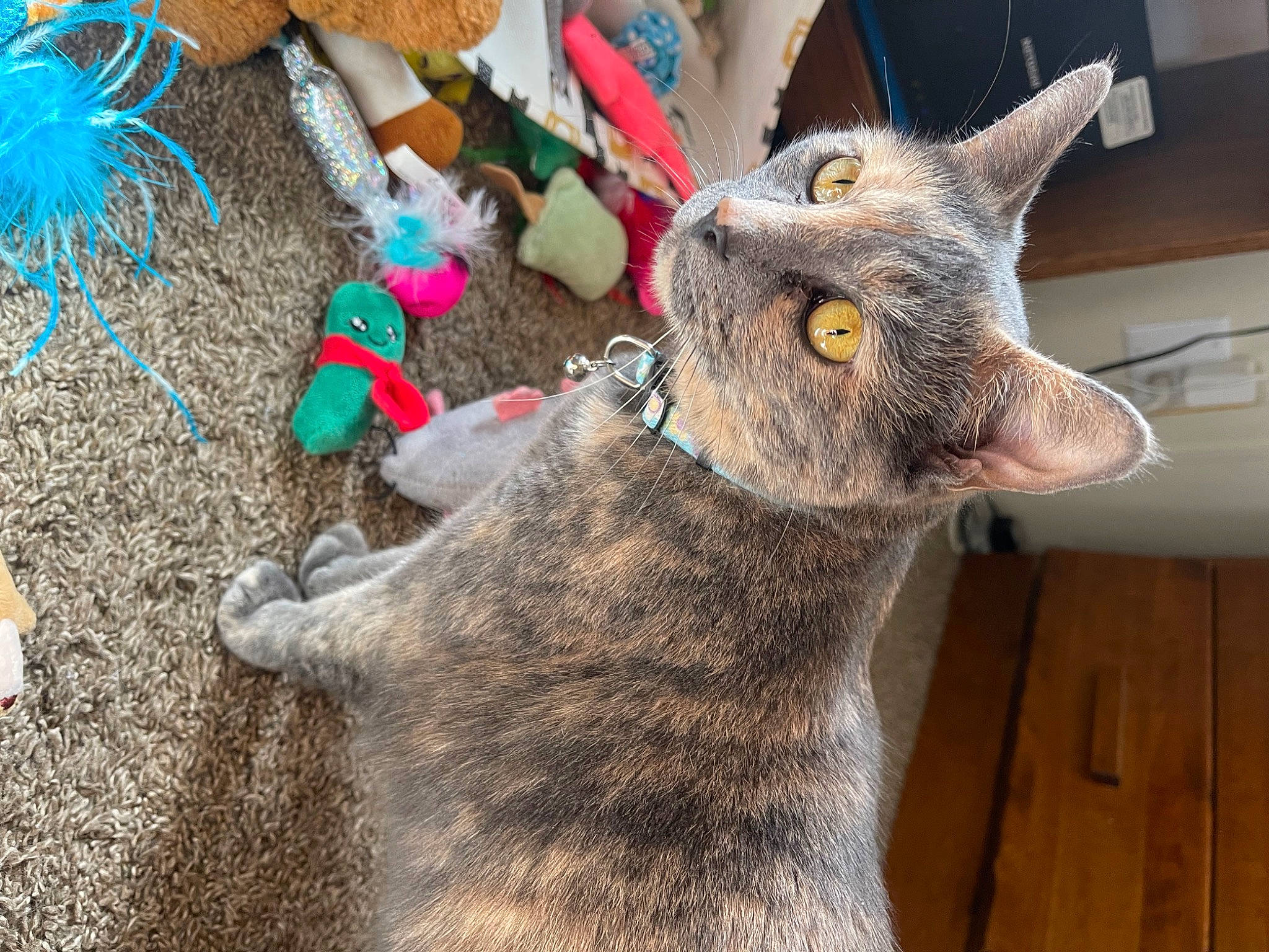 Rainbows is registered to the contest to win money with this photo: art, cat, claw, collar, domestic_short_haired_cat, fawn, felidae, fur, small_to_medium_sized_cats, soil, tail, terrestrial_animal, whiskers, wood