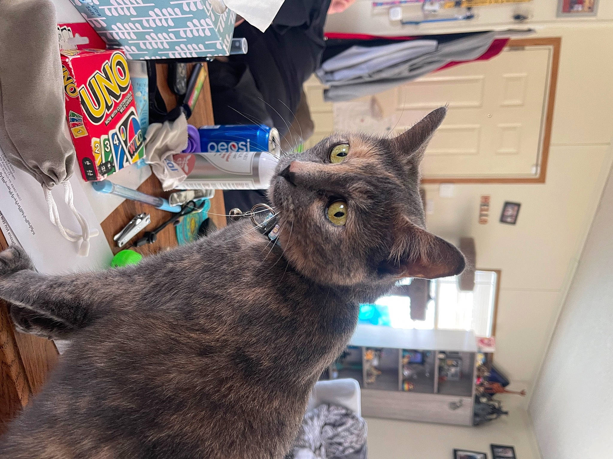 Rainbows is registered to the contest to win money with this photo: black_cat, box, cabinetry, carnivore, cat, claw, domestic_short_haired_cat, felidae, fur, paw, small_to_medium_sized_cats, snout, tail, terrestrial_animal, whiskers