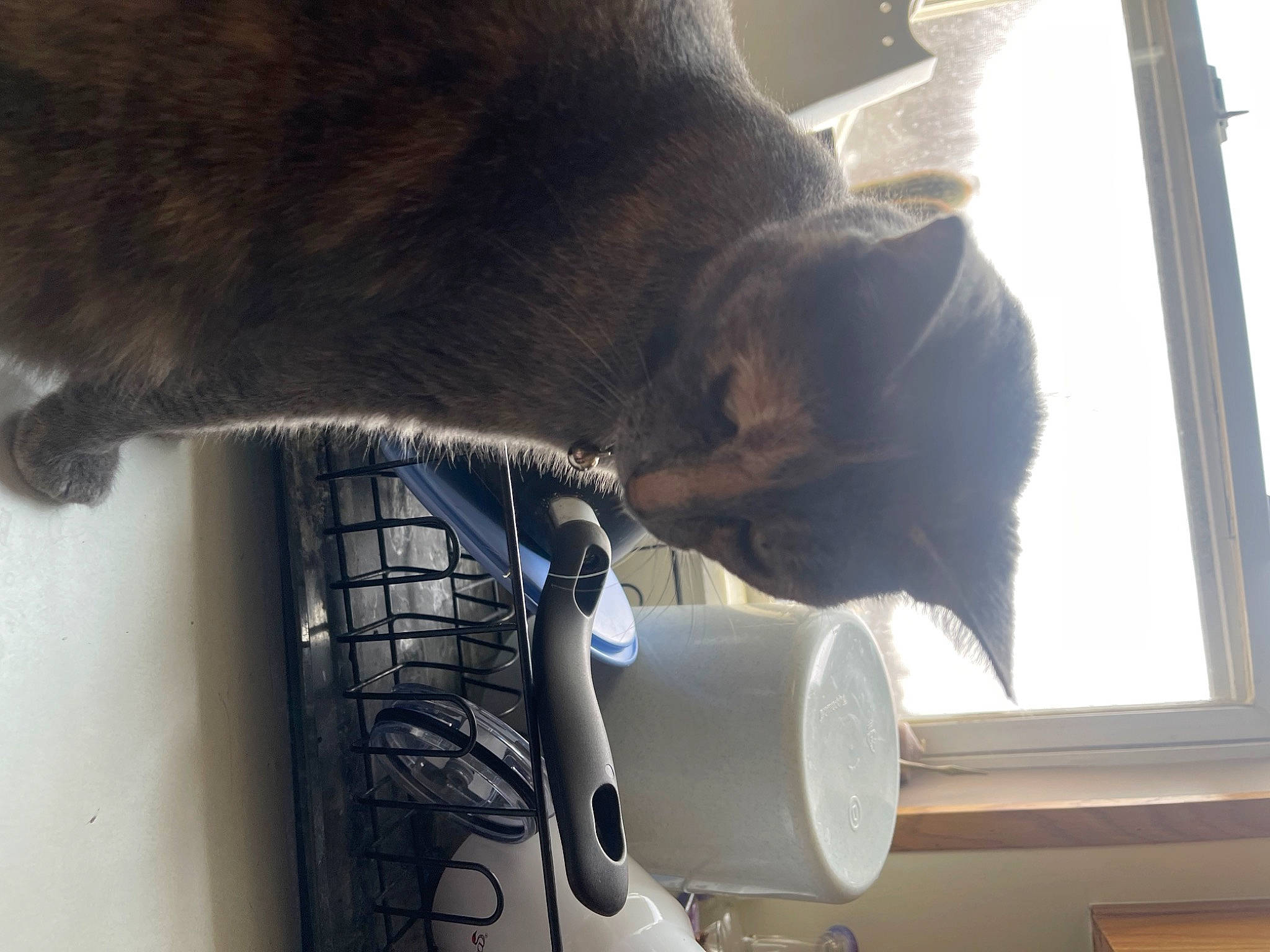 Rainbows joined the competition — help win amazing prizes! black_cat, carnivore, cat, cat_supply, claw, comfort, dog_breed, domestic_short_haired_cat, felidae, fur, machine, paw, small_to_medium_sized_cats, tail, terrestrial_animal, whiskers, window