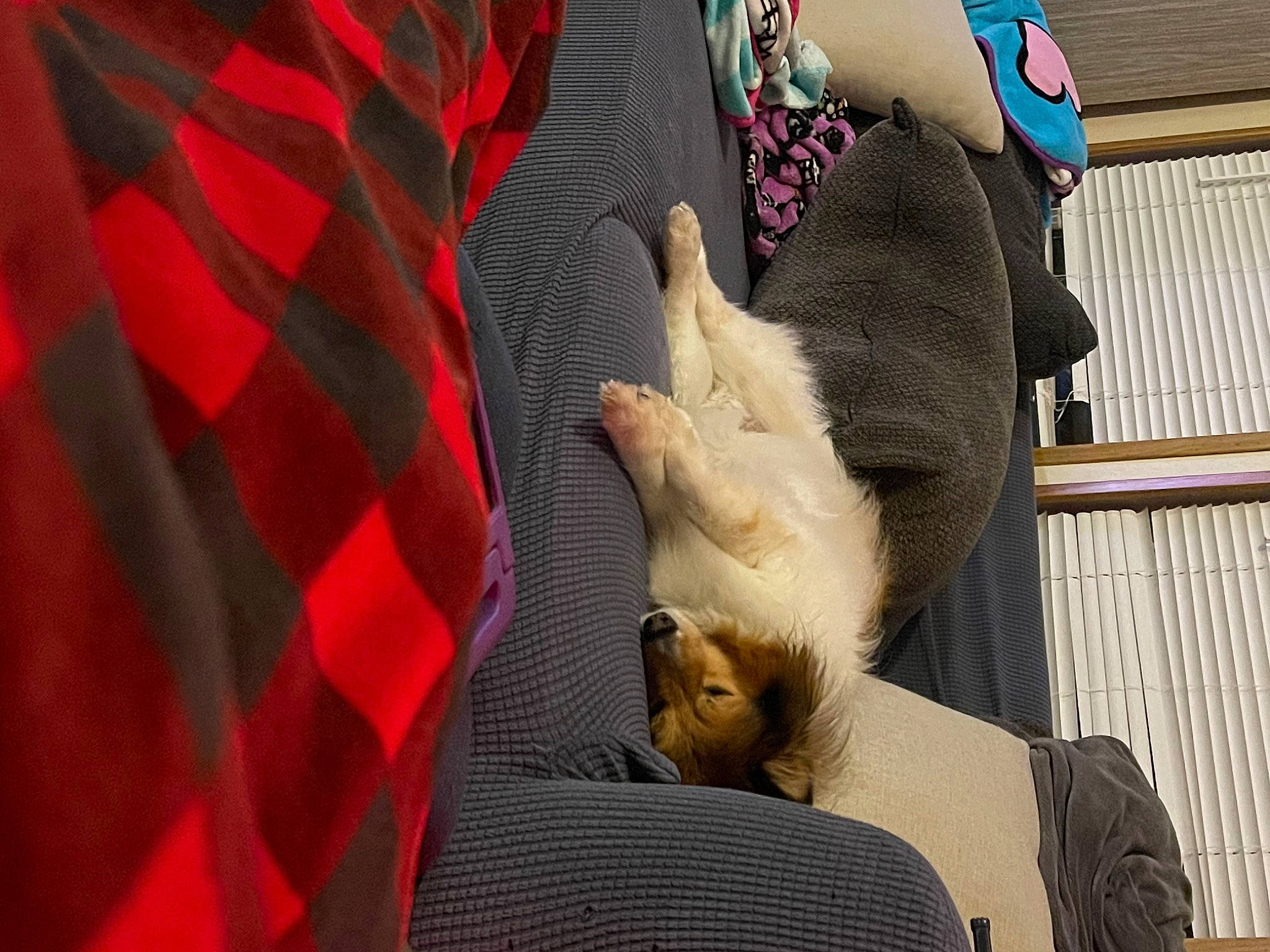 Grizzle is registered to the contest to win money with this photo: canidae, carmine, carnivore, cat, comfort, companion_dog, dog_breed, fawn, felidae, fur, linens, magenta, nap, pattern, paw, small_to_medium_sized_cats, sporting_group, tail, toy_dog, whiskers